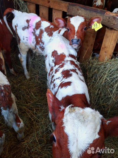 Телята. Доставка