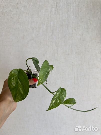 Эпипремнумы / сциндапсусы