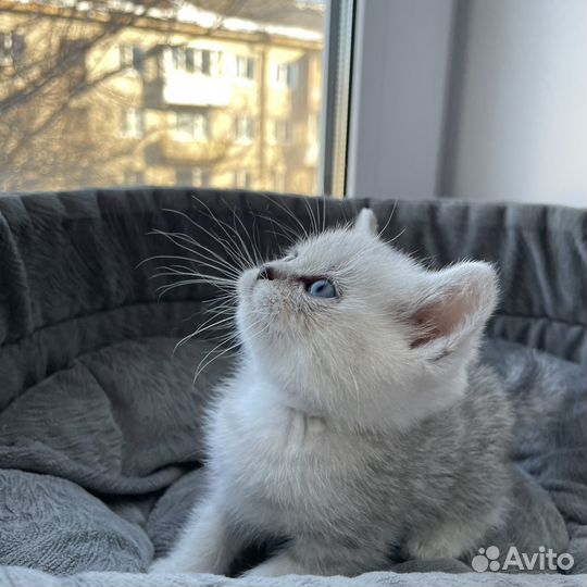 Котята шиншилята