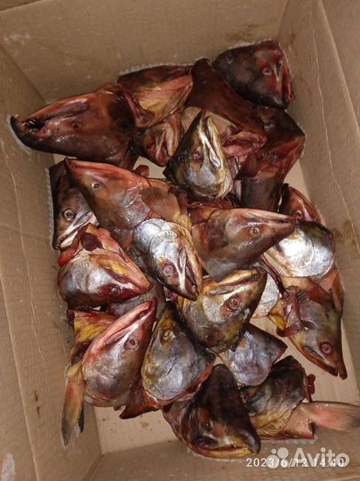 Головы Красной рыбы