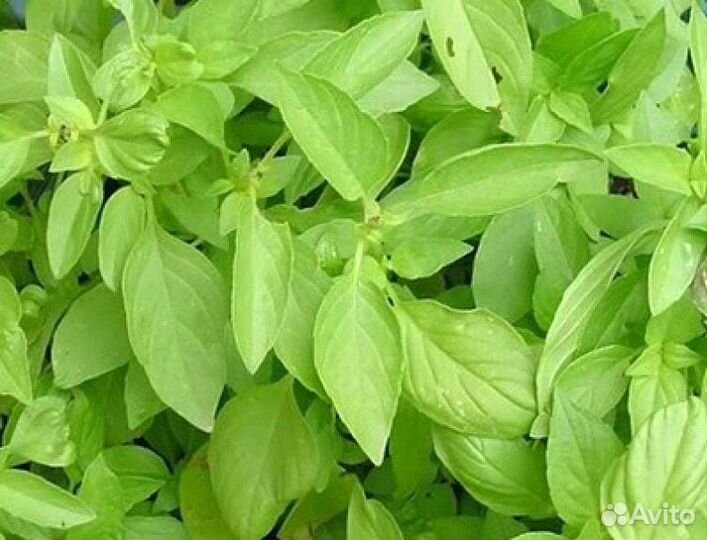 Зелень в ассортименте, семена