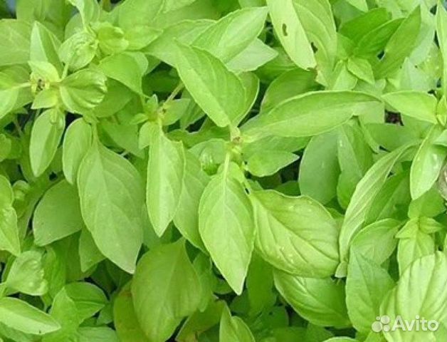 Зелень в ассортименте, семена