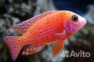 Цихлида Аулонакара орхидея ред