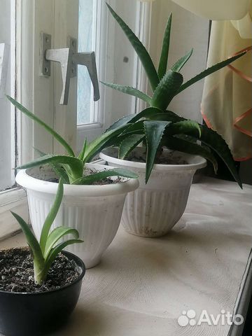 Алоэ вера цветы