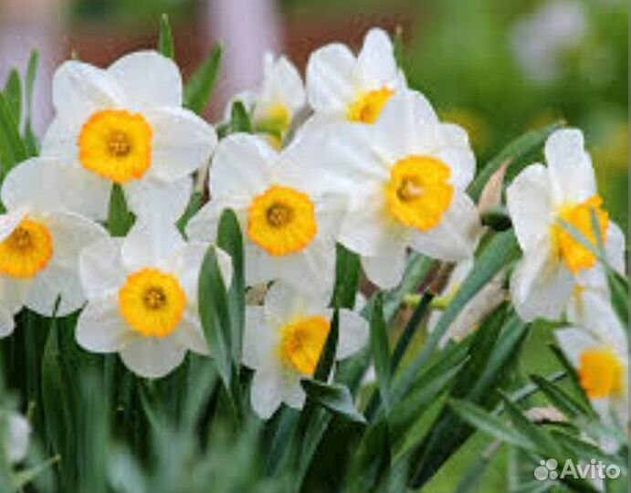 Нарциссы/ Примула