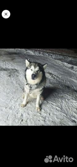 Приглашаем девочек на вязку