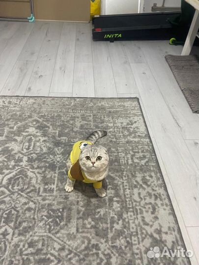 Ищем жениха