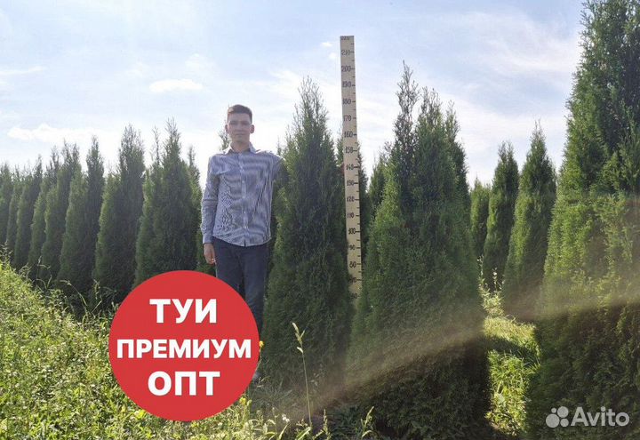 Туя смарагд рост 196 см /опт 150 шт