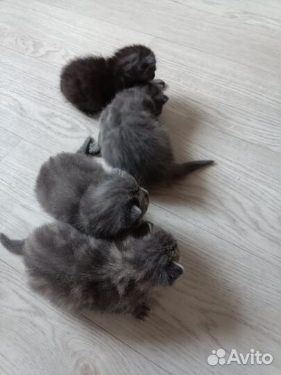 Котята в дар