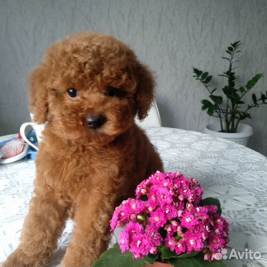 Вязка mini пудель