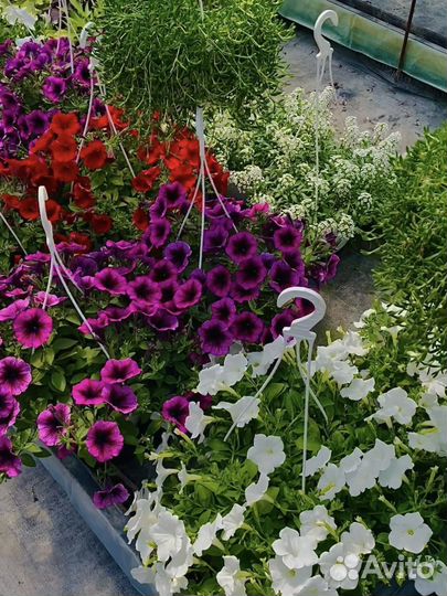 Растения для сада