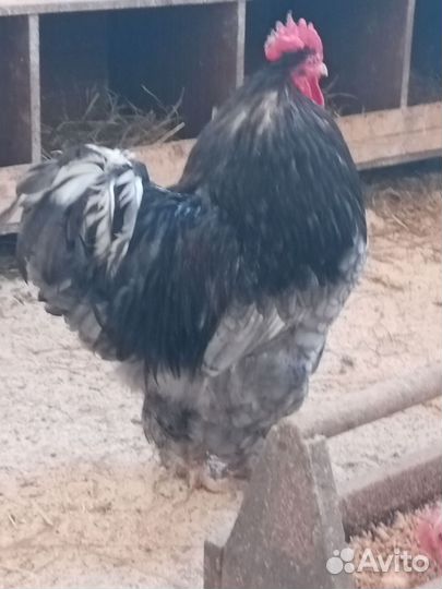 Петух Кохинхин