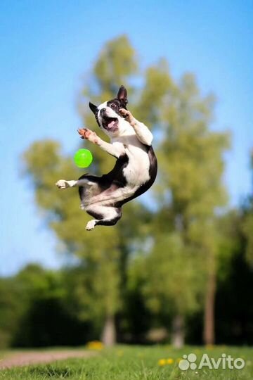 Выгул собак