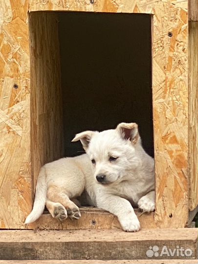 Щенки