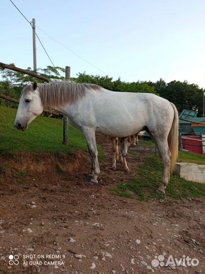 Жеребцы, жеребята