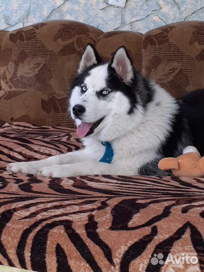 Сибирский хаски