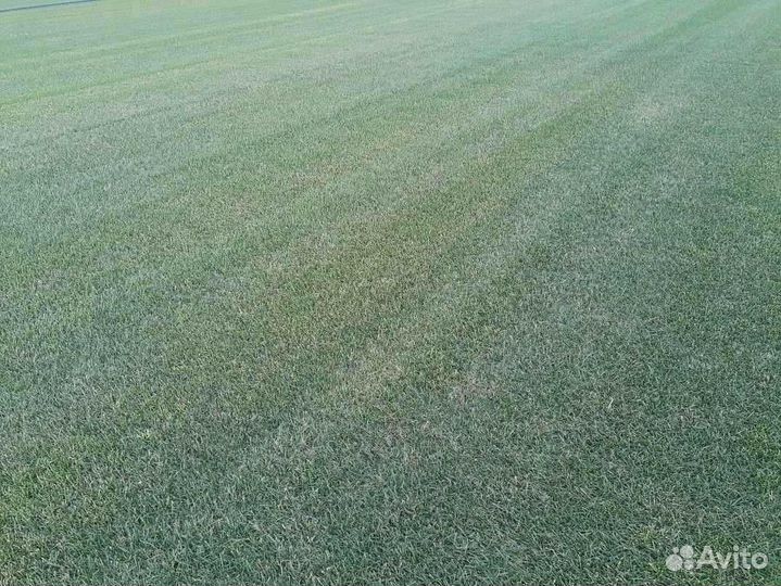 Рулонный газон /продажа/укладка