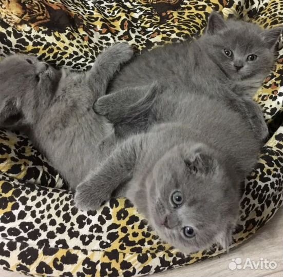 Шотландские котятки