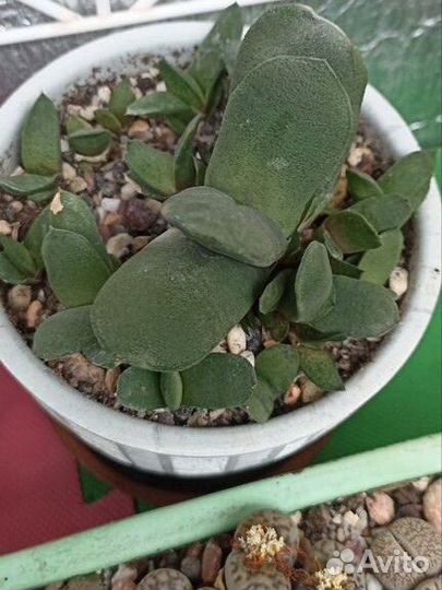 Гастерия, детки, отростки