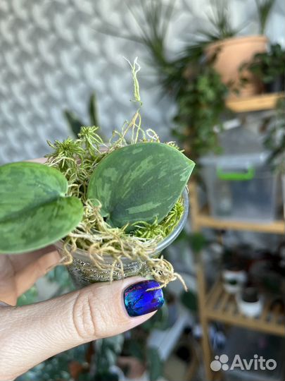 Сциндапсус арми грин