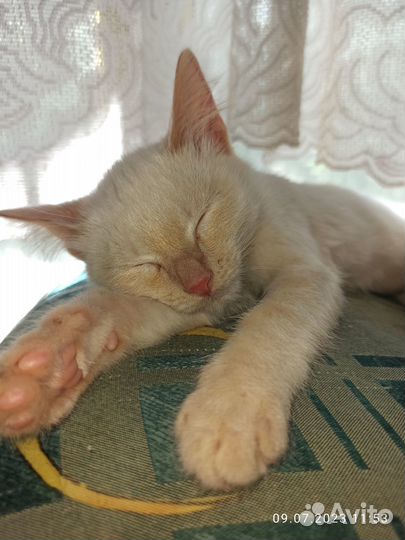 Кот милашка