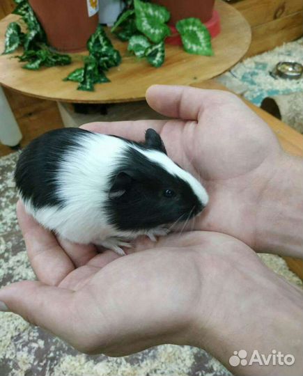 Морские свинки девочки с клеткой