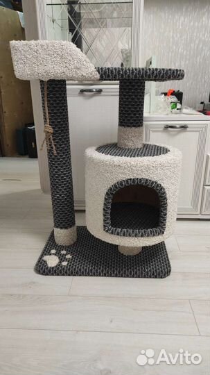 Кот шотландской породы