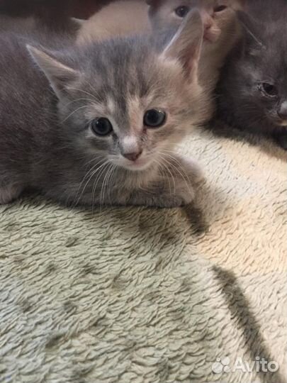 Котята в добрые руки