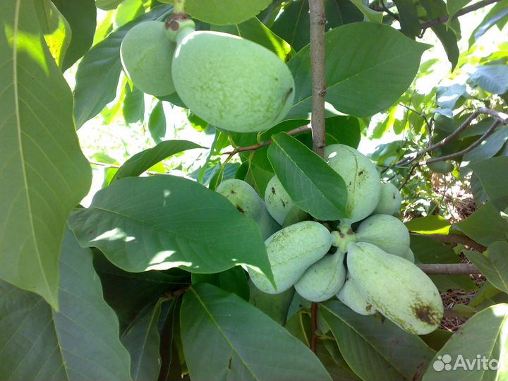 Продам саженцы Азимины Дэвис и Оверлис