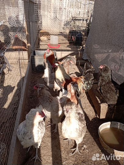 Инкубационное яйцо, цыплята