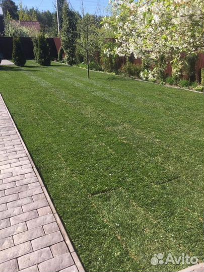 Рулонный газон 