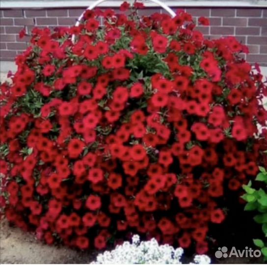 Рассада петунии, калибрахоа, сурфинии И Т.Д