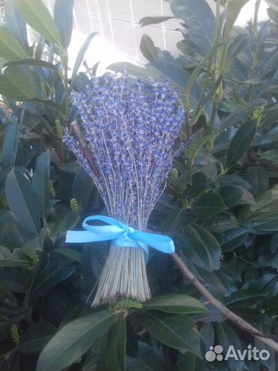 Лаванда сухоцвет