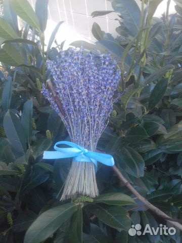 Лаванда сухоцвет