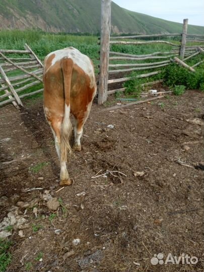 Красуля и Адотя