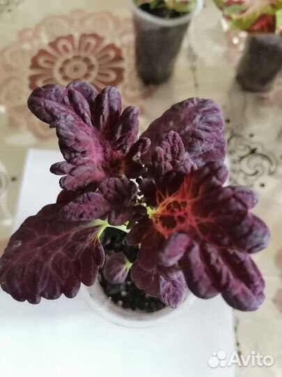 Колеусы из семян