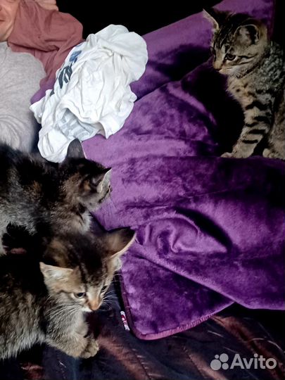 Опасные камышовые коты