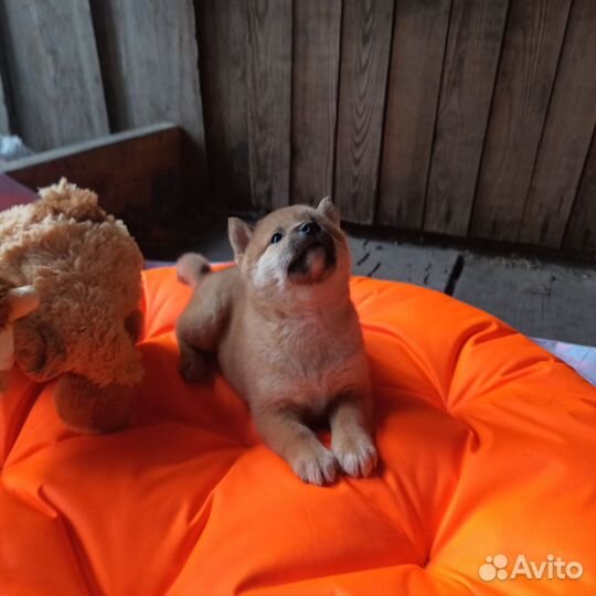 Сиба Ину щенки