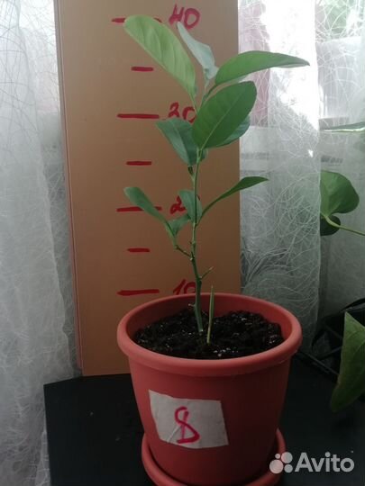 Лимонное дерево для комнатного выращивания