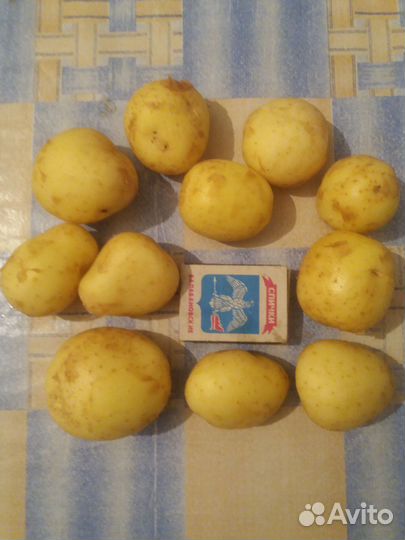 Молодой картофель