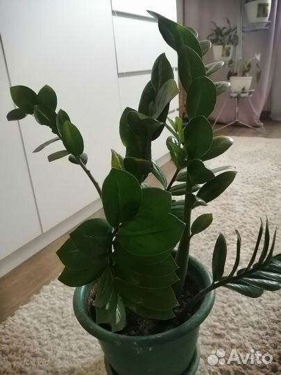 Замиокулькас