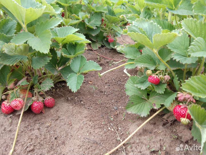 Рассада виктории