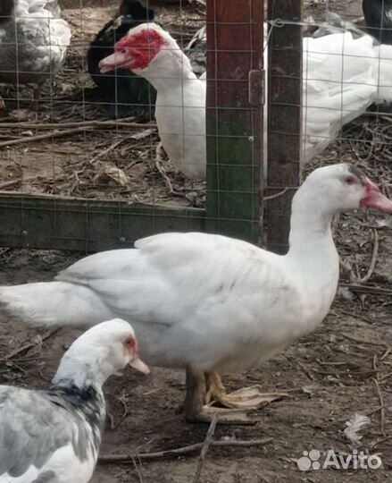 Молодые племенные селекционные индоутки от #Орвия