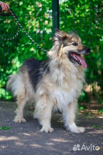 Бароша сногсшибательный красавец из приют ищет дом