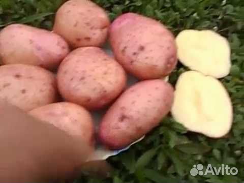 Сарпо Миро шарвари порошка