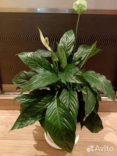 Спатифиллум