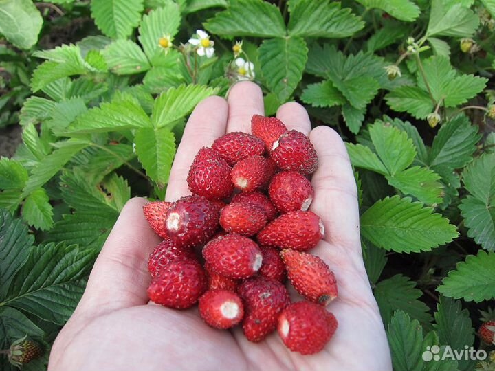 Земляника крупная садовая