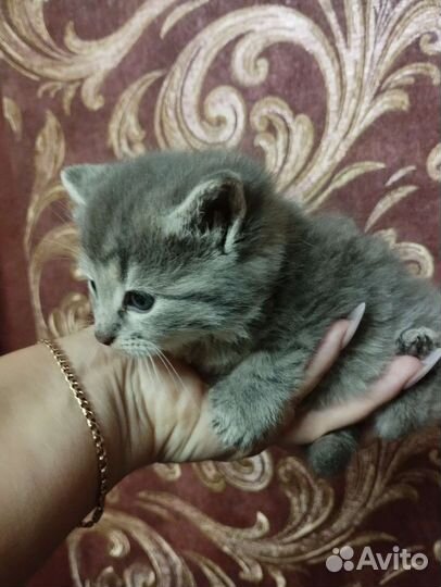 Кошечка а добрые руки