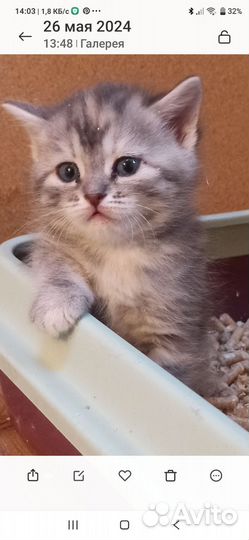 Кошка в дар бесплатно