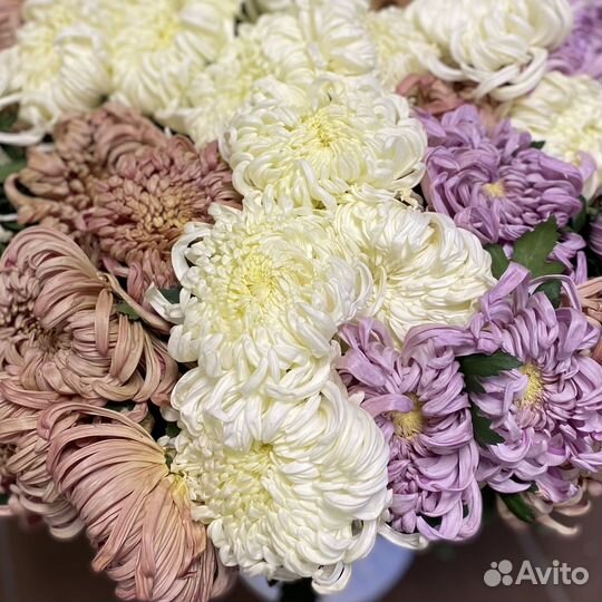 Хризантемы одноголовые